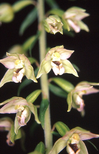 Epipactis helleborine, district Heidenheim.