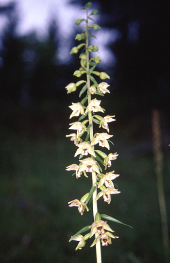 Epipactis helleborine, Landkreis Heidenheim.