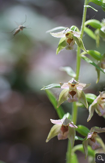 Epipactis helleborine, Nördlinger Ries.