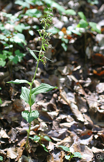 Epipactis helleborine, Nördlinger Ries.