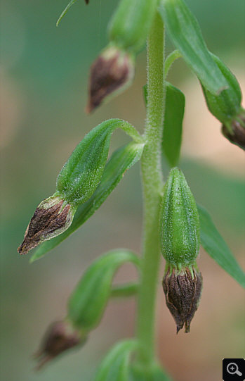 Epipactis leptochila, Nördlinger Ries.