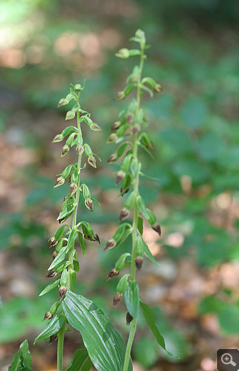 Epipactis leptochila, Nördlinger Ries.