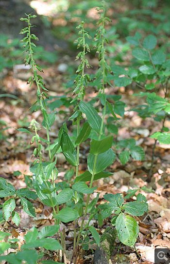 Epipactis leptochila, Nördlinger Ries.