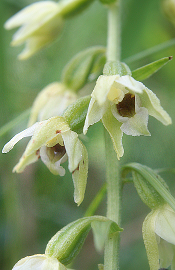 Epipactis muelleri, Landkreis Heidenheim.