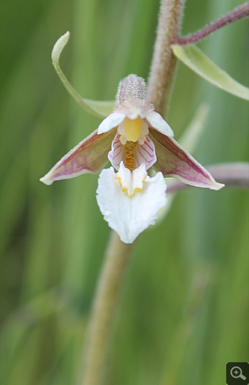 Epipactis palustris, Landkreis Rosenheim.