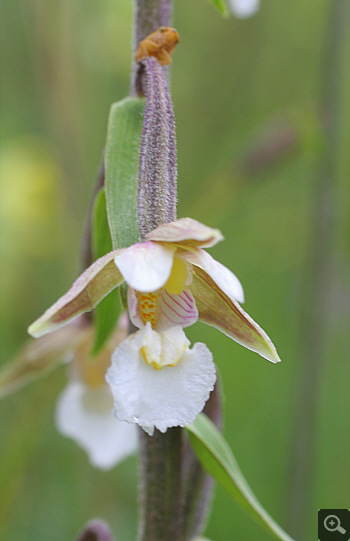 Epipactis palustris, Landkreis Landsberg.