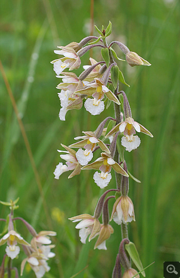 Epipactis palustris, district Landsberg.