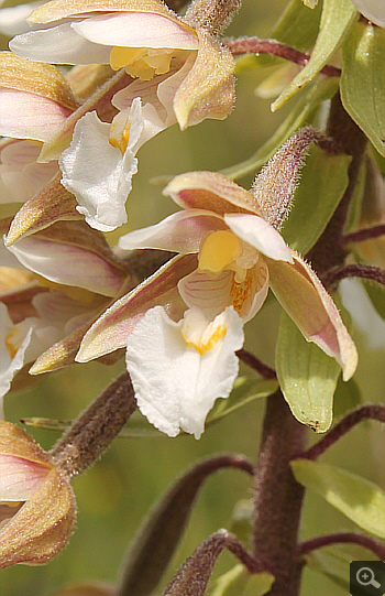 Epipactis palustris, Rain am Lech.