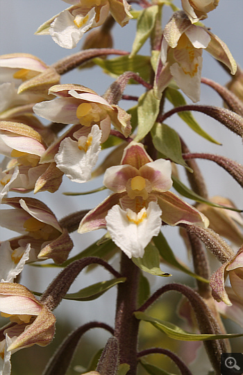 Epipactis palustris, Rain am Lech.