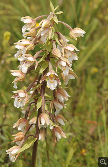 Epipactis palustris, Rain am Lech.