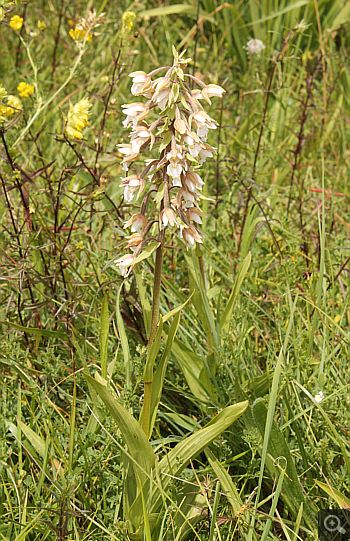 Epipactis palustris, Rain am Lech.