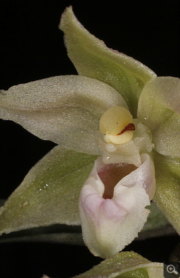 Epipactis purpurata, Hüfingen.