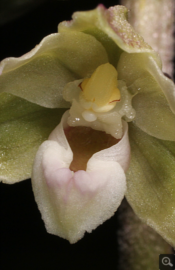 Epipactis purpurata, Hüfingen.