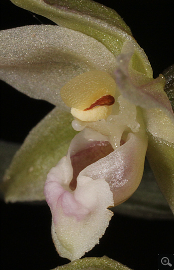 Epipactis purpurata, Hüfingen.