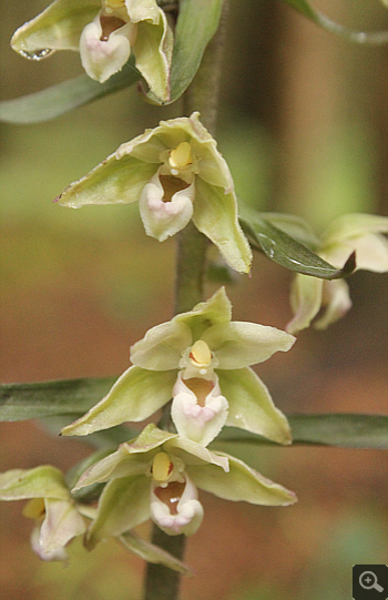 Epipactis purpurata, Hüfingen.