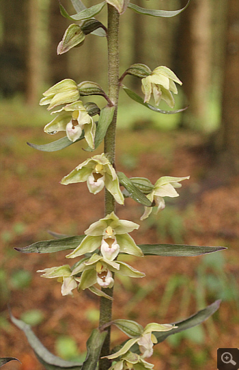 Epipactis purpurata, Hüfingen.