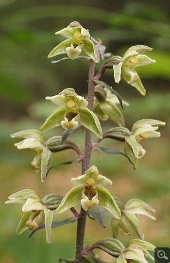 Epipactis purpurata, district Heidenheim.