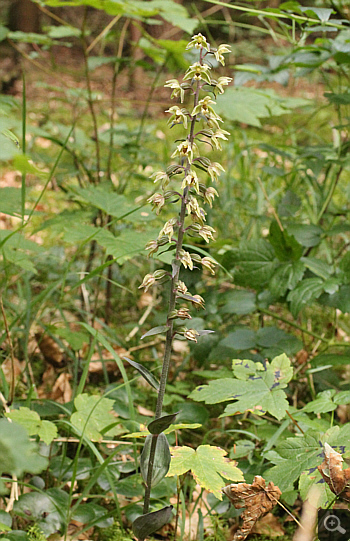 Epipactis purpurata, district Heidenheim.