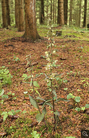 Epipactis purpurata, Landkreis Heidenheim.