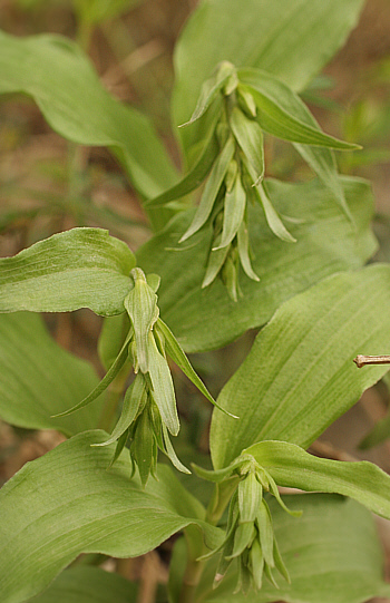 Epipactis tremolsii, Domusnovas.