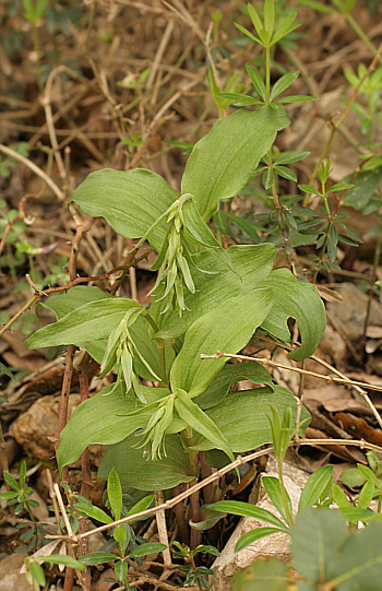 Epipactis tremolsii, Domusnovas.