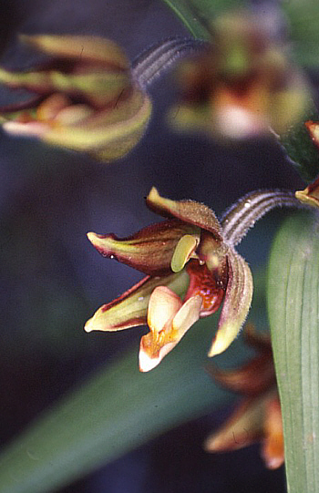 Epipactis veratrifolia, Episkopi.