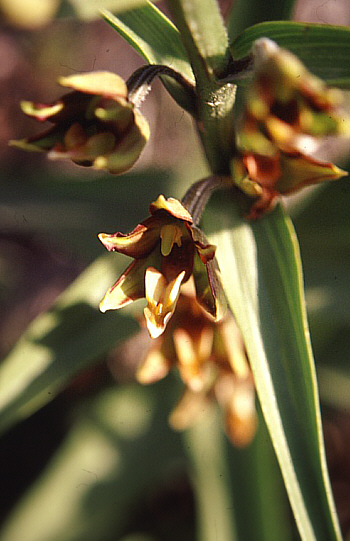 Epipactis veratrifolia, Episkopi.