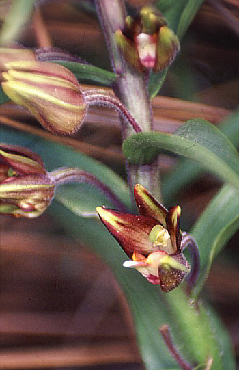 Epipactis veratrifolia, Episkopi.