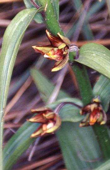 Epipactis veratrifolia, Episkopi.