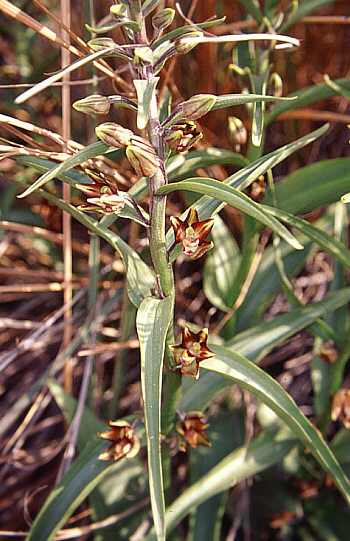 Epipactis veratrifolia, Episkopi.