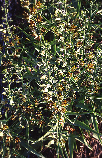 Epipactis veratrifolia, Episkopi.