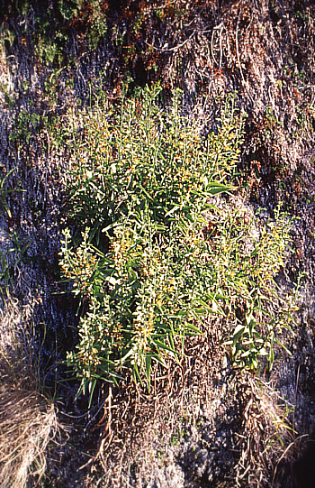 Epipactis veratrifolia, Episkopi.