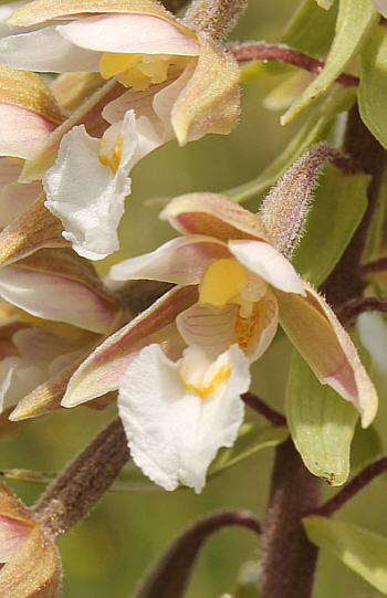 Epipactis palustris