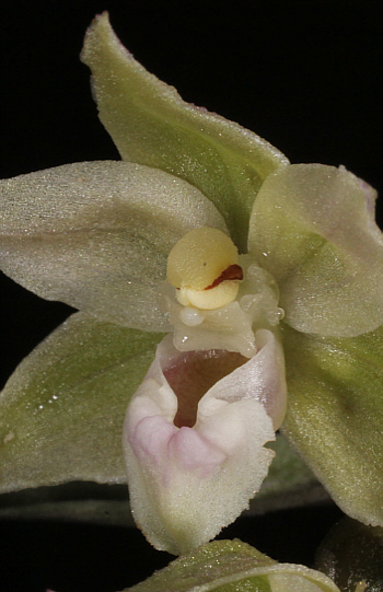 Epipactis purpurata