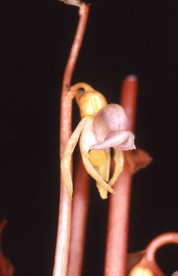 Epipogium aphyllum, Südschwarzwald.