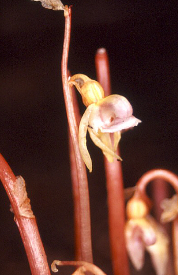 Epipogium aphyllum, Southern Black Forest.