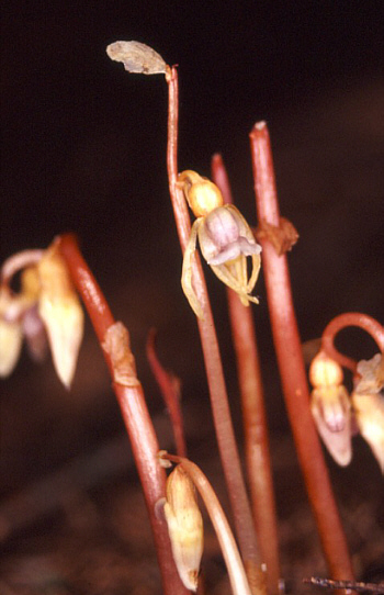 Epipogium aphyllum, Südschwarzwald.