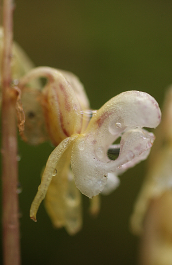 Epipogium aphyllum, Hüfingen.