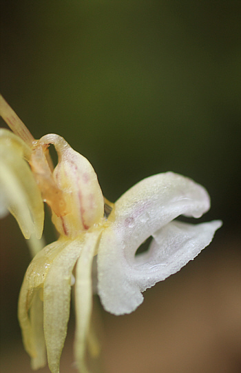 Epipogium aphyllum, Hüfingen.
