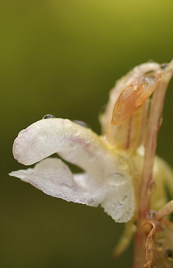 Epipogium aphyllum, Hüfingen.