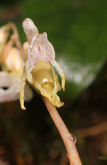 Epipogium aphyllum, Hüfingen.