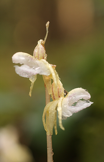 Epipogium aphyllum, Hüfingen.