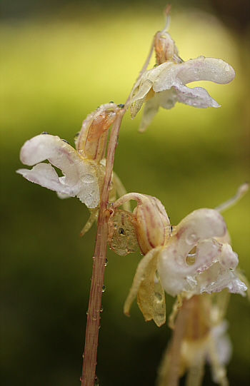 Epipogium aphyllum, Hüfingen.