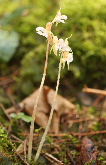 Epipogium aphyllum, Hüfingen.