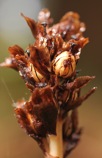 Epipogium aphyllum, Hüfingen.