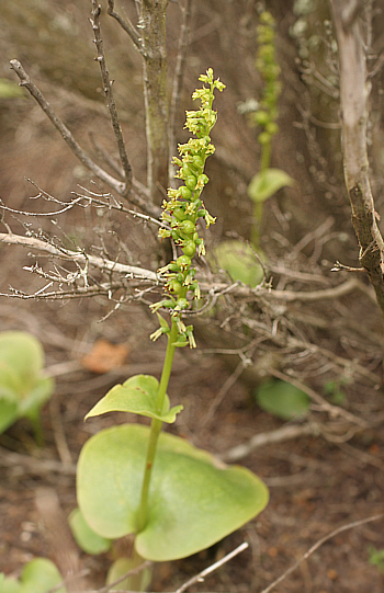 Gennaria diphylla, Punta Negra.