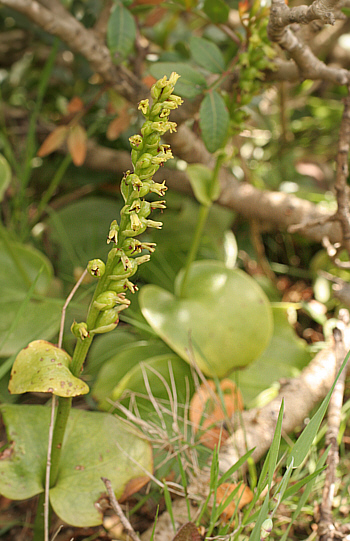 Gennaria diphylla, Punta Negra.