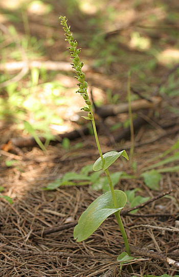 Gennaria diphylla, Punta Negra.