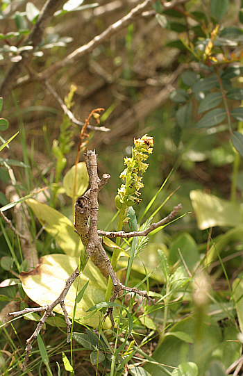 Gennaria diphylla, Punta Negra.