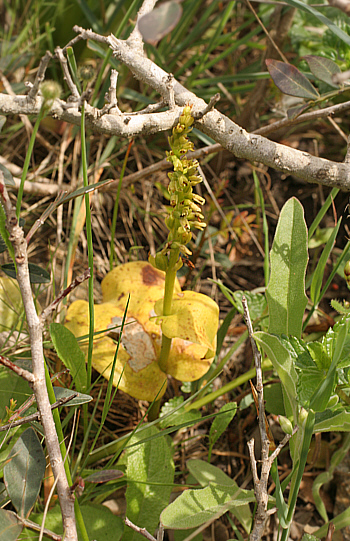 Gennaria diphylla, Punta Negra.